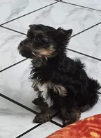 Deke, a male Yorkshire Terrier for sale in Holiday, FL – 1 of 10