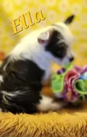 Ella , a female Yorkshire Terrier for sale in Holiday, FL – 8 of 9