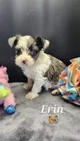 Erin blue eyes, a female Yorkshire Terrier for sale in Holiday, FL – 10 of 10