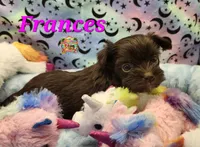 Frances, a female Yorkshire Terrier for sale in Holiday, FL – 4 of 9
