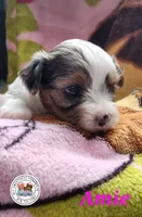 Amie PENDING, a female Yorkshire Terrier for sale in Holiday, FL – Photo 1 of 10