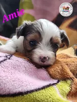 Amie PENDING, a female Yorkshire Terrier for sale in Holiday, FL – Photo 4 of 10