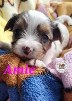 Amie PENDING, a female Yorkshire Terrier for sale in Holiday, FL – Photo 6 of 10
