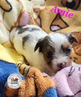 Amie PENDING, a female Yorkshire Terrier for sale in Holiday, FL – Photo 9 of 10
