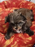 Dano, a male Yorkshire Terrier for sale in Holiday, FL – 7 of 10