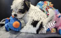 Edie very small, a female Yorkshire Terrier for sale in Holiday, FL – 6 of 9