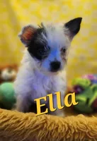 Ella , a female Yorkshire Terrier for sale in Holiday, FL – 7 of 9