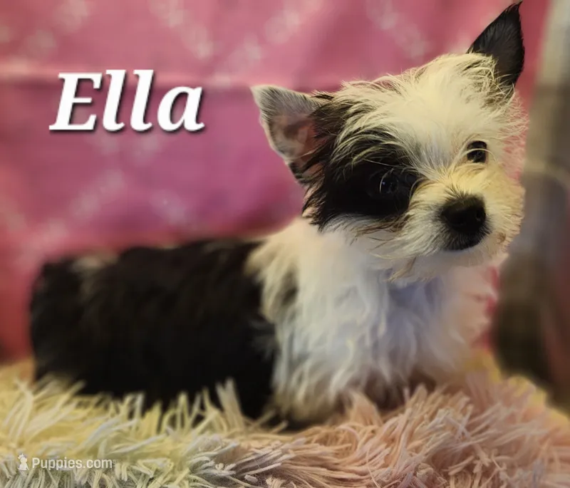 Ella  – Yorkshire Terrier puppy for sale in Holiday, FL