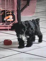 Doc, a male Yorkshire Terrier for sale in Holiday, FL – 2 of 10