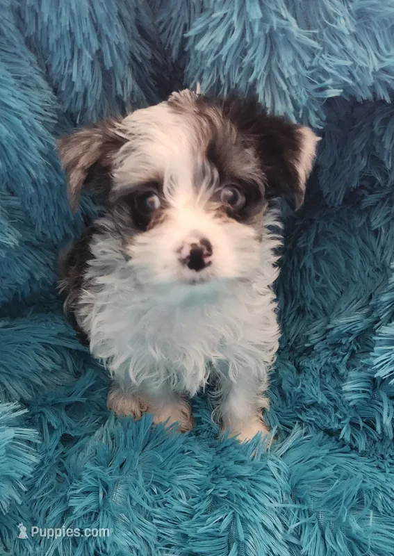Erin blue eye – Yorkshire Terrier puppy for sale in Holiday, FL