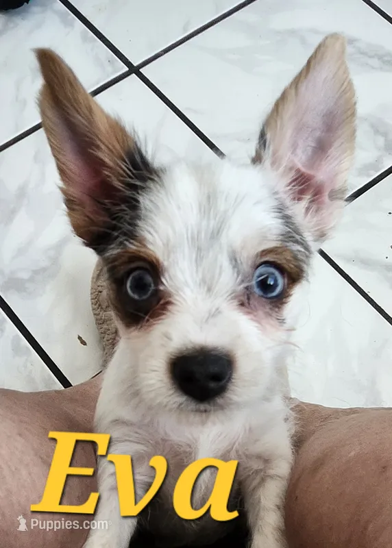 Eva blue eyes – Yorkshire Terrier puppy for sale in Holiday, FL