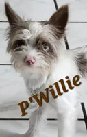 Eva, a female Yorkshire Terrier for sale in Holiday, FL – 4 of 4