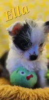 Ella , a female Yorkshire Terrier for sale in Holiday, FL – 4 of 9