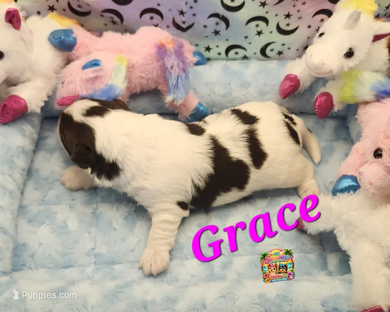 Grace – Yorkshire Terrier puppy for sale in Holiday, FL