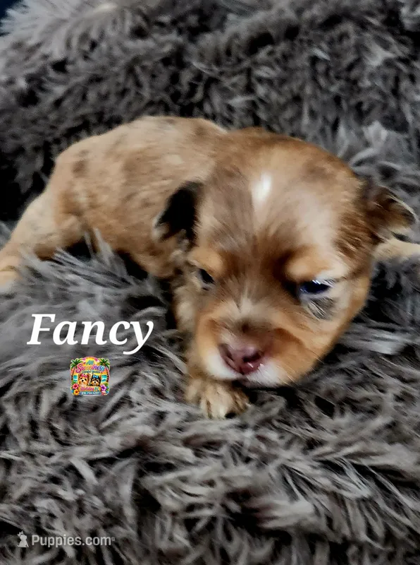 Fancy – Yorkshire Terrier puppy for sale in Holiday, FL