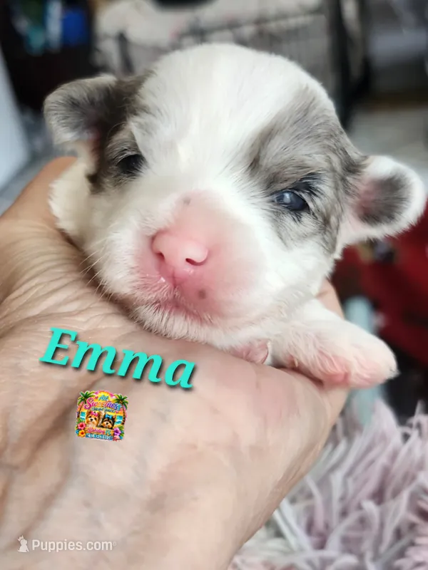 Emma – Yorkshire Terrier puppy for sale in Holiday, FL
