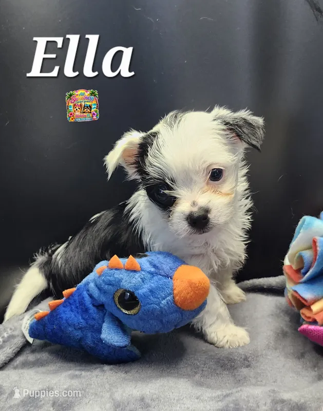 Ella – Yorkshire Terrier puppy for sale in Holiday, FL