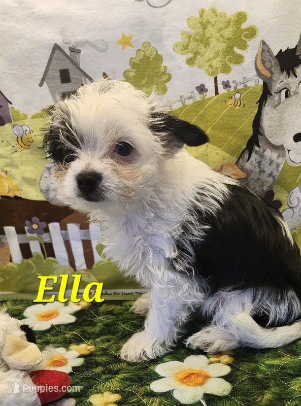 Ella  – Yorkshire Terrier puppy for sale in Holiday, FL