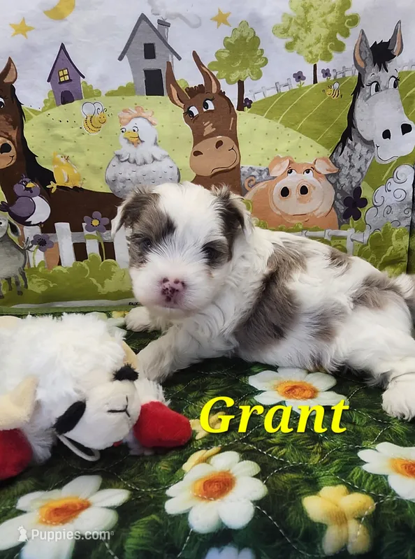 Grant – Yorkshire Terrier puppy for sale in Holiday, FL