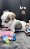 Eva blue eyes, a female Yorkshire Terrier for sale in Holiday, FL – 4 of 10