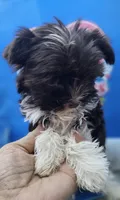 Flash, a male Yorkshire Terrier for sale in Holiday, FL – 2 of 10