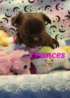 Frances, a female Yorkshire Terrier for sale in Holiday, FL – 9 of 9