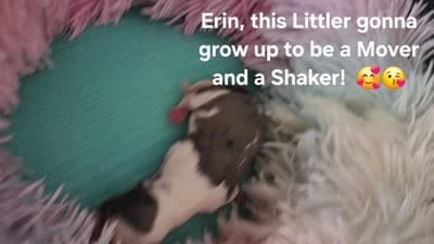 Erin, a female Yorkshire Terrier for sale in Holiday, FL – 2 of 4