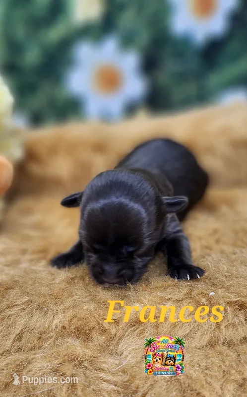 Frances – Yorkshire Terrier puppy for sale in Holiday, FL
