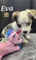 Eva blue eyes, a female Yorkshire Terrier for sale in Holiday, FL – 10 of 10