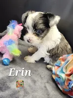 Erin blue eyes, a female Yorkshire Terrier for sale in Holiday, FL – 9 of 10