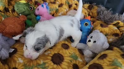 Emma possible blue eyes, a female Yorkshire Terrier for sale in Holiday, FL – 2 of 8