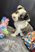 Erin blue eyes, a female Yorkshire Terrier for sale in Holiday, FL – 7 of 10