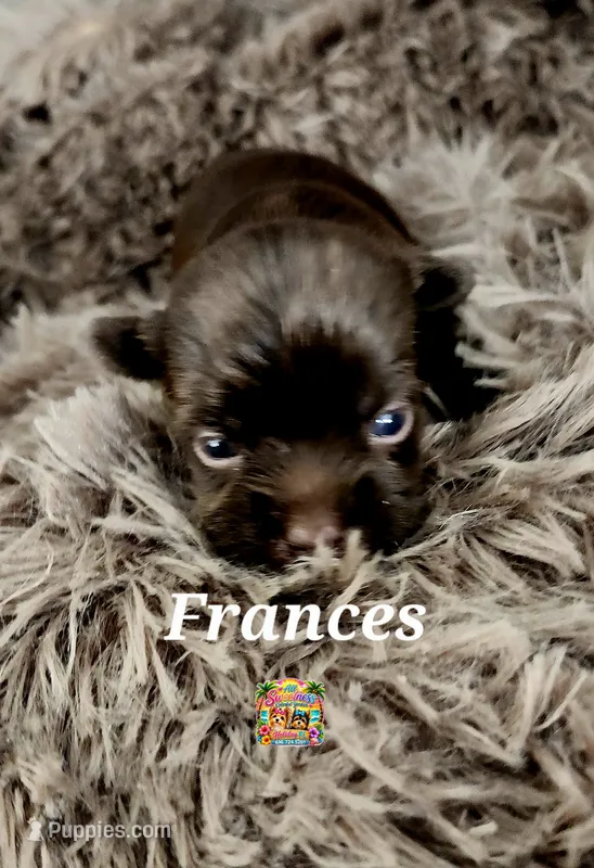 Frances – Yorkshire Terrier puppy for sale in Holiday, FL