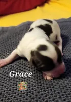 Grace, a female Yorkshire Terrier for sale in Holiday, FL – 2 of 3