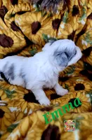 Emma possible blue eyes, a female Yorkshire Terrier for sale in Holiday, FL – 4 of 8