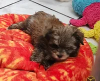 Dano, a male Yorkshire Terrier for sale in Holiday, FL – 5 of 10