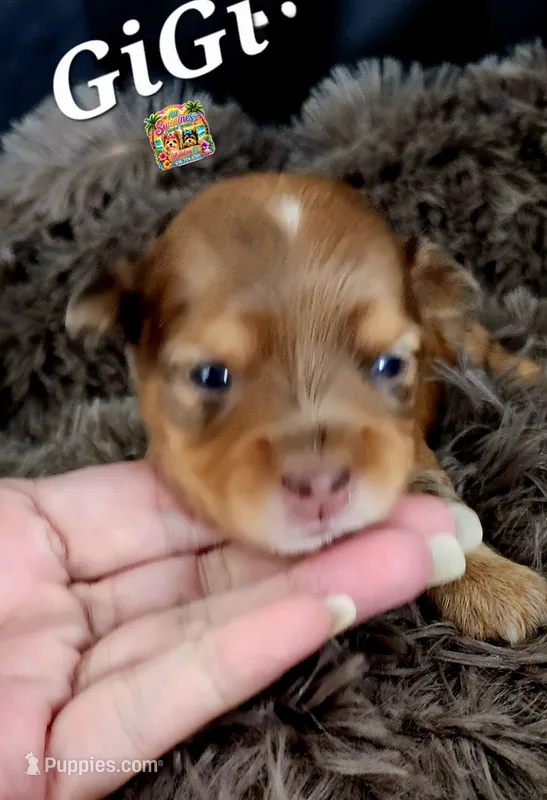 GiGi – Yorkshire Terrier puppy for sale in Holiday, FL