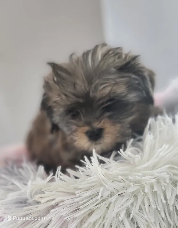 Dano – Yorkshire Terrier puppy for sale in Holiday, FL