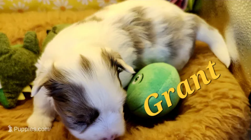 Grant – Yorkshire Terrier puppy for sale in Holiday, FL
