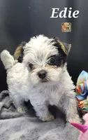 Edie very small, a female Yorkshire Terrier for sale in Holiday, FL – 2 of 9