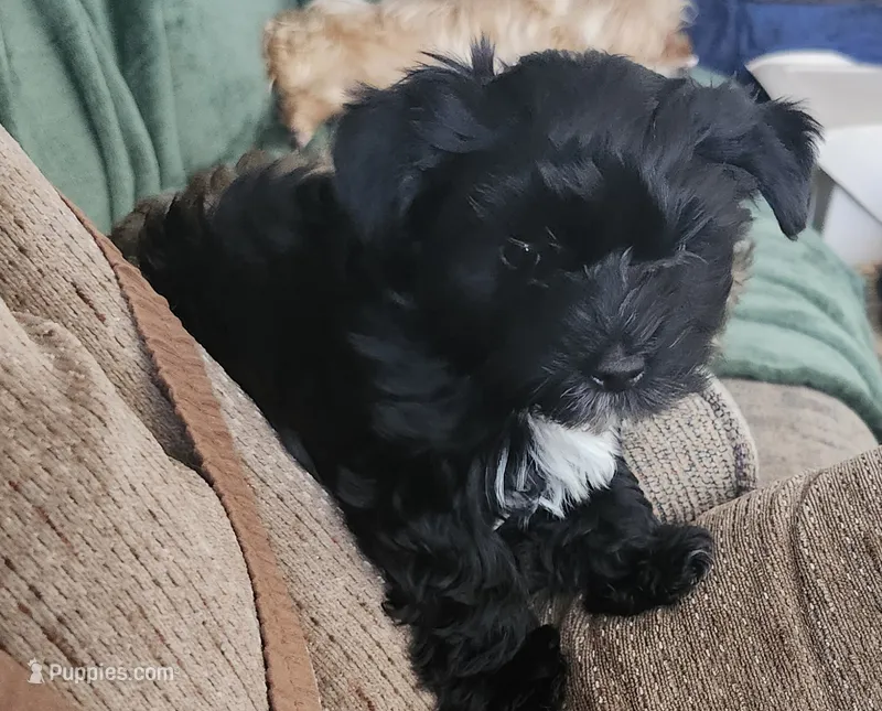 Doc – Yorkshire Terrier puppy for sale in Holiday, FL