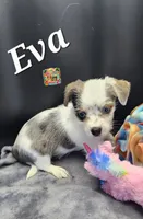 Eva blue eyes, a female Yorkshire Terrier for sale in Holiday, FL – 6 of 10