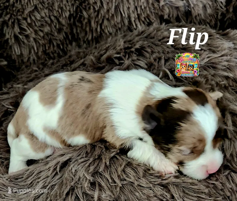 Flip – Yorkshire Terrier, Biewer puppy for sale in Holiday, FL