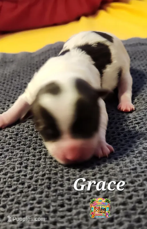 Grace – Yorkshire Terrier puppy for sale in Holiday, FL