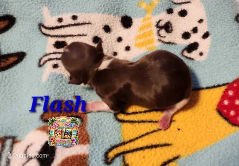Flash – Yorkshire Terrier puppy for sale in Holiday, FL