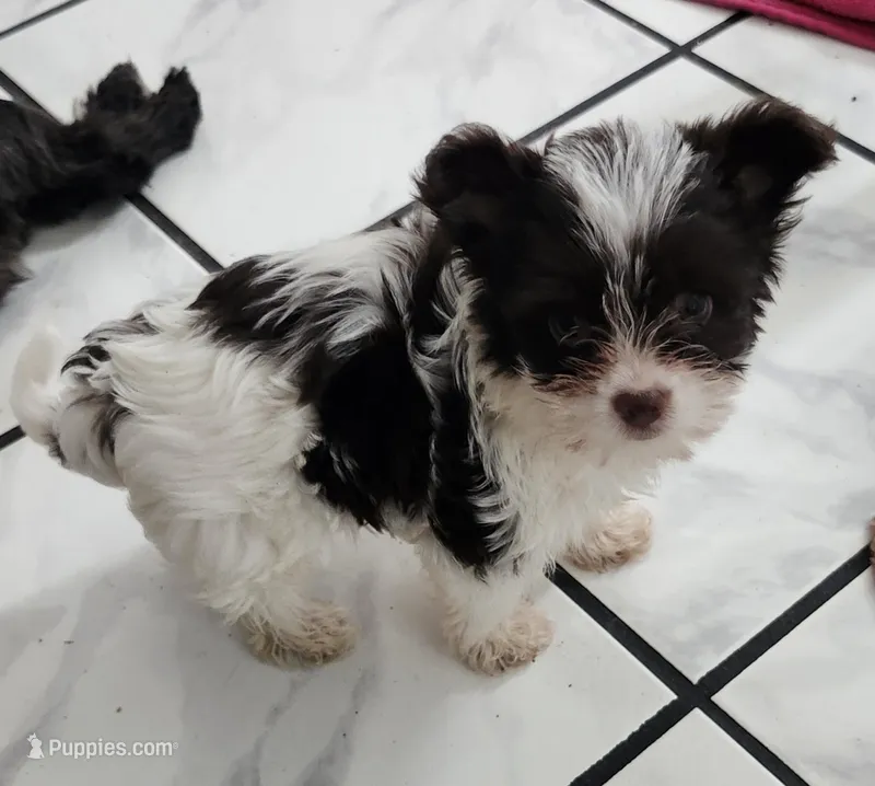 Grace – Yorkshire Terrier puppy for sale in Holiday, FL