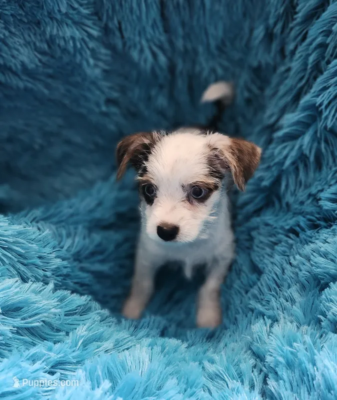 Eva blue eyes – Yorkshire Terrier puppy for sale in Holiday, FL