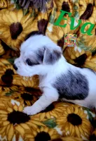 Eva possible blue eyes, a female Yorkshire Terrier for sale in Holiday, FL – 7 of 7