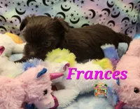 Frances, a female Yorkshire Terrier for sale in Holiday, FL – 7 of 9