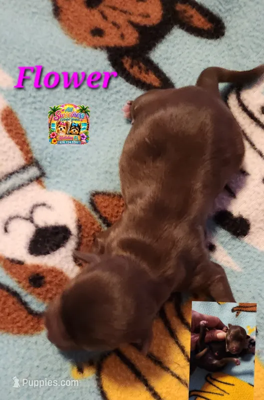 Flower, a female Yorkshire Terrier for sale in Holiday, FL – 1 of 1